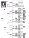 ped-10.gif (25727 bytes)