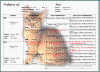 ped-5.gif (70304 bytes)